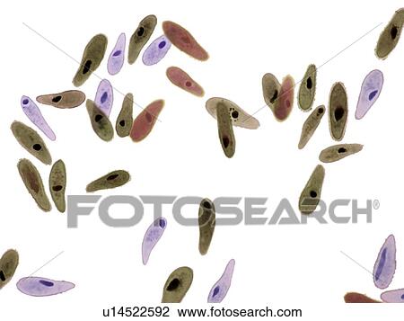 Stock Image - Paramecium protozoa, light micrograph. Fotosearch