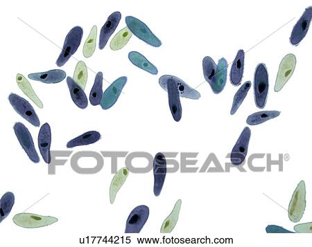Stock Photography - Paramecium protozoa, light micrograph. Fotosearch