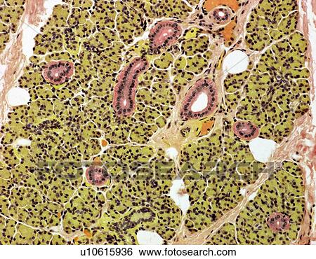 Parotid salivary gland, light micrograph View Large Photo Image Stock Photograph - Parotid salivary gland, light micrograph. Fotosearch