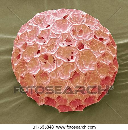Stock Photo - Phlox pollen, SEM. Fotosearch