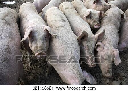 Stock Image - Pigs. Fotosearch