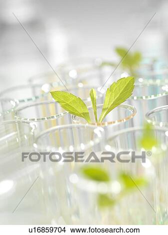 Picture - Plant research, conceptual image. Fotosearch