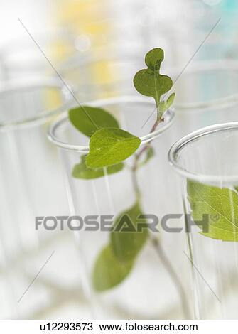 Plant research, conceptual image View Large Photo Image Stock Image - Plant research, conceptual image. Fotosearch
