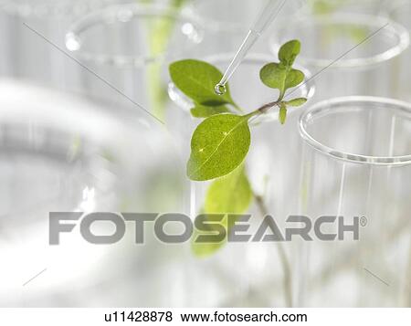 Plant research, conceptual image View Large Photo Image Stock Photo - Plant research, conceptual image. Fotosearch