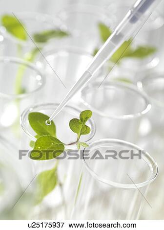 Plant research, conceptual image View Large Photo Image Stock Photo - Plant research, conceptual image. Fotosearch