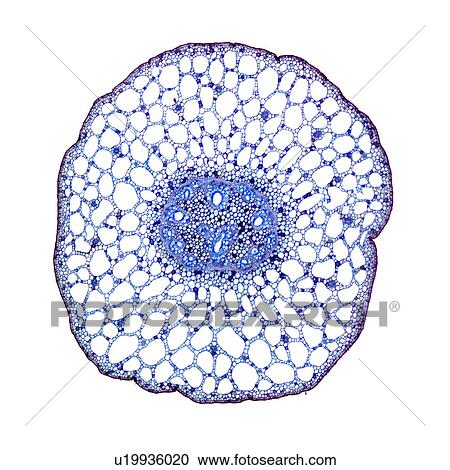 Pondweed stem, light micrograph View Large Photo Image Stock Image - Pondweed stem, light micrograph. Fotosearch