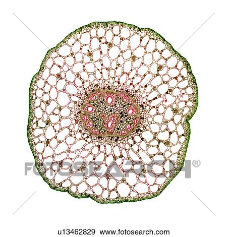 Stock Photo - Pondweed stem, light micrograph. Fotosearch