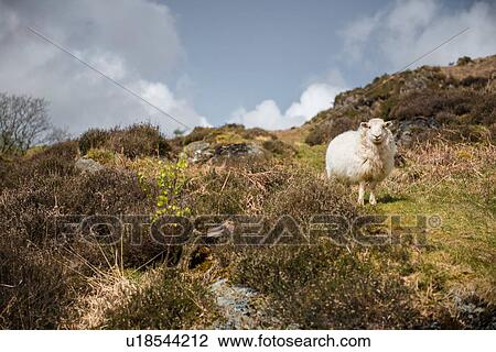 Portrait of a sheep on hillside, Porthmadog, Wales, UK View Large Photo Image Stock Image - Portrait of a sheep on hillside, Porthmadog, Wales, UK. Fotosearch