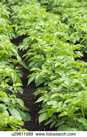 Potato plants in a vegetable patch View Large Photo Image Stock Photo - Potato plants in a vegetable patch. Fotosearch