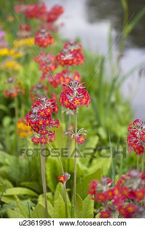 Stock Image - Primula flowers. Fotosearch
