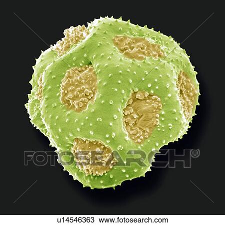 Primula pollen, SEM View Large Photo Image Stock Image - Primula pollen, SEM. Fotosearch