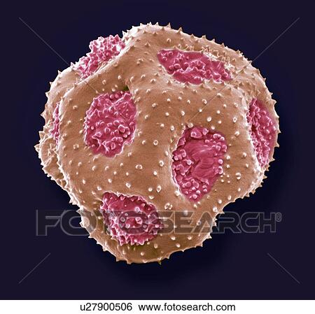 Stock Photograph - Primula pollen, SEM. Fotosearch