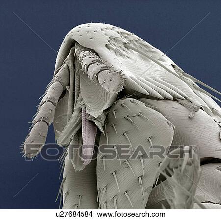 Rabbit flea, SEM View Large Photo Image Picture - Rabbit flea, SEM. Fotosearch