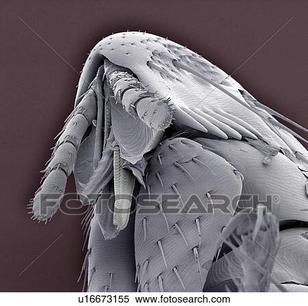 Stock Photography - Rabbit flea, SEM. Fotosearch