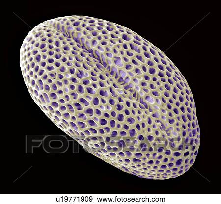 Rapeseed pollen, SEM View Large Photo Image Stock Photo - Rapeseed pollen, SEM. Fotosearch
