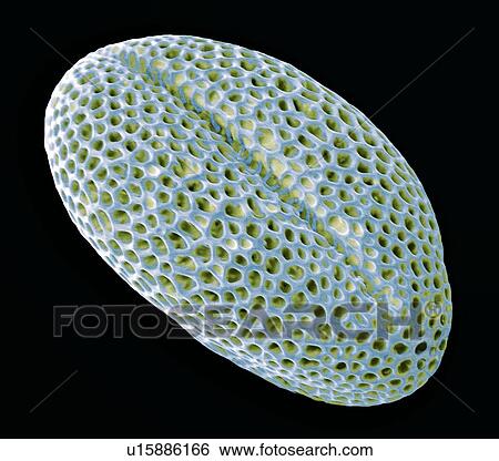 Stock Photograph - Rapeseed pollen, SEM. Fotosearch