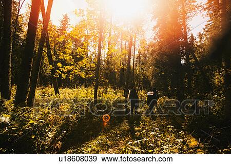 Stock Photo - Rear view of hikers in sunlit forest. Fotosearch