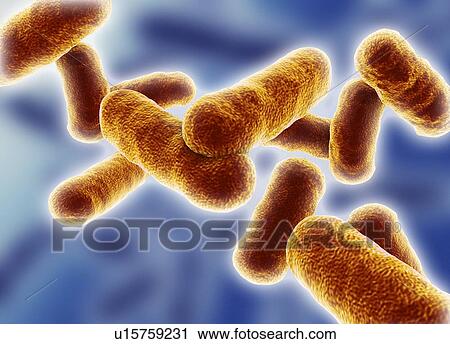 Rod shaped bacillus bacteria View Large Photo Image Stock Image - Rod shaped bacillus bacteria. Fotosearch