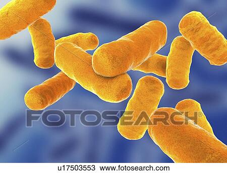 Stock Image - Rod shaped bacillus bacteria. Fotosearch