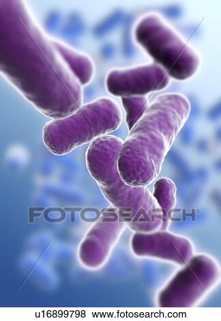 Rod shaped bacillus bacteria View Large Photo Image Stock Photo - Rod shaped bacillus bacteria. Fotosearch