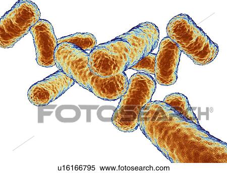 Rod shaped bacillus bacteria View Large Photo Image Stock Photography - Rod shaped bacillus bacteria. Fotosearch