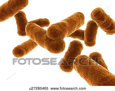 Stock Photography - Rod shaped bacillus bacteria. Fotosearch