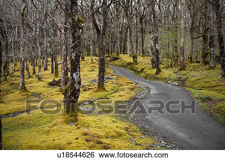 Rural road in forest of bare tree's, Dolmelynllyn, Wales, UK View Large Photo Image Stock Photograph - Rural road in forest of bare tree's, Dolmelynllyn, Wales, UK. Fotosearch
