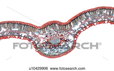 Sago palm leaf, light micrograph View Large Photo Image Stock Photograph - Sago palm leaf, light micrograph. Fotosearch