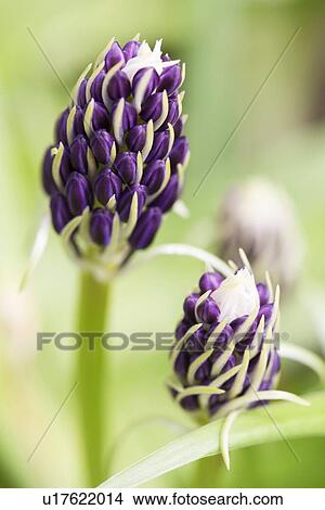 Scilla peruviana flower buds View Large Photo Image Picture - Scilla peruviana flower buds. Fotosearch