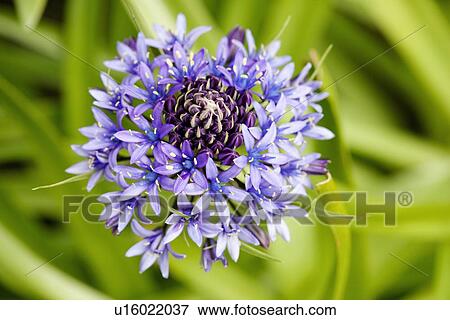 Scilla peruviana flowers View Large Photo Image Stock Photo - Scilla peruviana flowers. Fotosearch