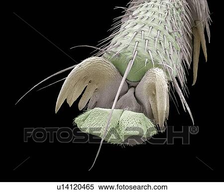 Scorpion fly foot, SEM View Large Photo Image Stock Photography - Scorpion fly foot, SEM. Fotosearch