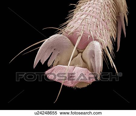 Scorpion fly foot, SEM View Large Photo Image Stock Photography - Scorpion fly foot, SEM. Fotosearch