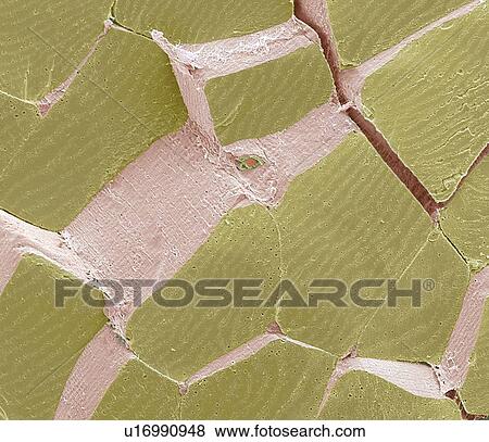 Skeletal muscle fibres, SEM View Large Photo Image Stock Photo - Skeletal muscle fibres, SEM. Fotosearch