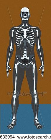 Picture - Skeleton, artwork. Fotosearch