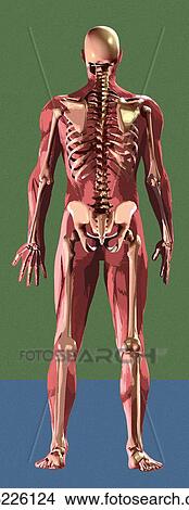 Picture - Skeleton, artwork. Fotosearch