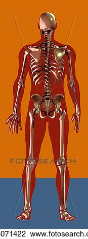 Skeleton, artwork View Large Photo Image Stock Image - Skeleton, artwork. Fotosearch