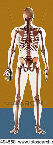 Skeleton, artwork View Large Photo Image Stock Photo - Skeleton, artwork. Fotosearch