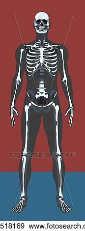 Skeleton, artwork View Large Photo Image Stock Photo - Skeleton, artwork. Fotosearch