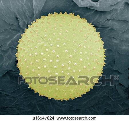 Picture - Skimmia pollen, SEM. Fotosearch