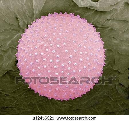 Stock Photography - Skimmia pollen, SEM. Fotosearch