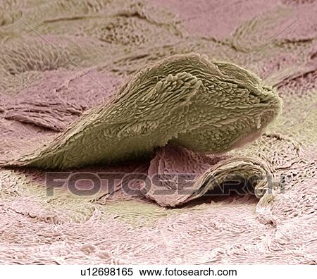 Skin cell, SEM View Large Photo Image Stock Photography - Skin cell, SEM. Fotosearch