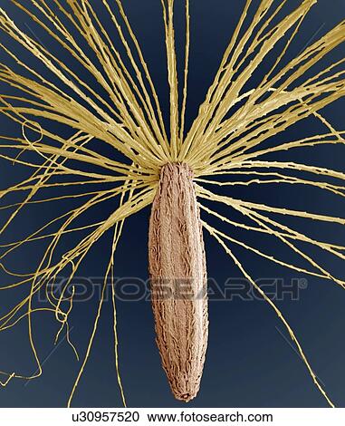 Stock Image - Smooth hawksbeard seed, SEM. Fotosearch