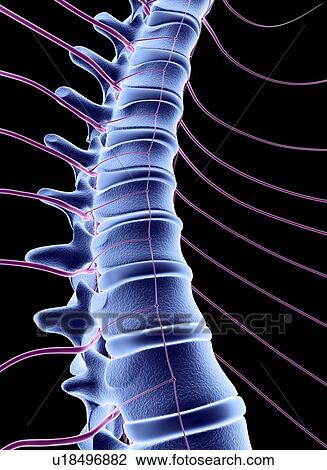 Spine and spinal nerves, computer artwork View Large Photo Image Stock Image - Spine and spinal nerves, computer artwork. Fotosearch
