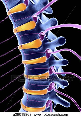 Spine and spinal nerves, computer artwork View Large Photo Image Stock Photo - Spine and spinal nerves, computer artwork. Fotosearch
