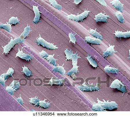 Stagnant water bacteria, SEM View Large Photo Image Picture - Stagnant water bacteria, SEM. Fotosearch