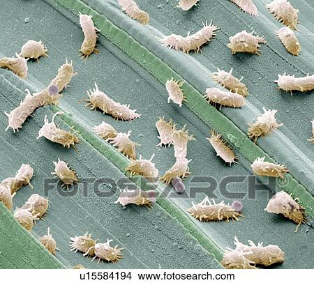 Stagnant water bacteria, SEM View Large Photo Image Picture - Stagnant water bacteria, SEM. Fotosearch