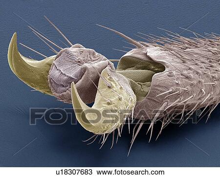Stock Image - Stick insect foot, SEM. Fotosearch