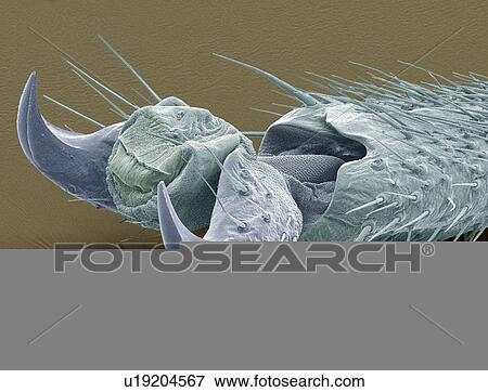 Stock Photo - Stick insect foot, SEM. Fotosearch