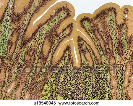 Stomach lining, light micrograph View Large Photo Image Stock Photography - Stomach lining, light micrograph. Fotosearch