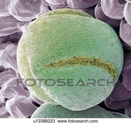 Strawberry pollen, SEM View Large Photo Image Stock Image - Strawberry pollen, SEM. Fotosearch